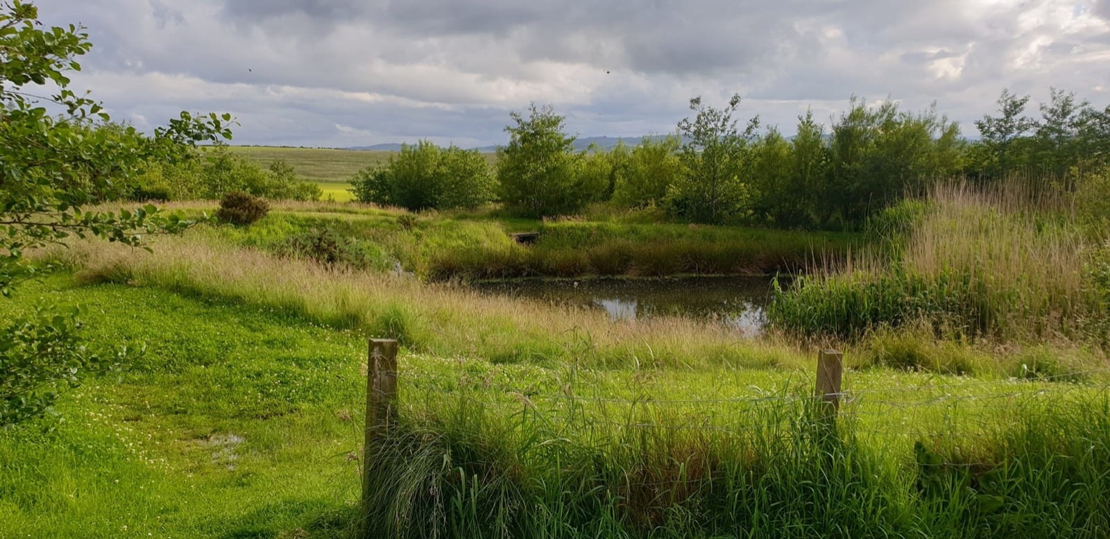 A pond and wetland in the Kingseat nature reserve with farmland beyond.